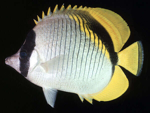 Image of Line Butterflyfish