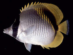 Image of Line Butterflyfish