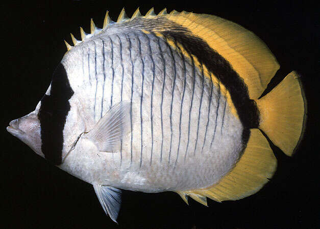 Image of Line Butterflyfish