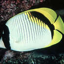 Chaetodon lineolatus Cuvier 1831 resmi