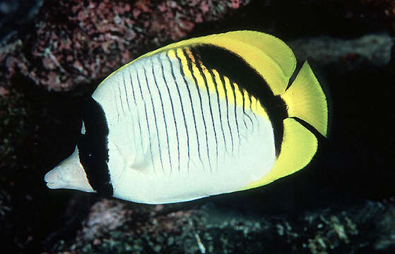 Image of Line Butterflyfish