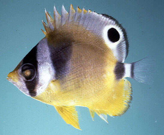 Image of Halfmoon Butterflyfish