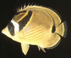 Image of Halfmoon Butterflyfish