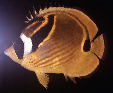 Image of Halfmoon Butterflyfish