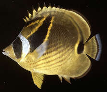 Image of Halfmoon Butterflyfish