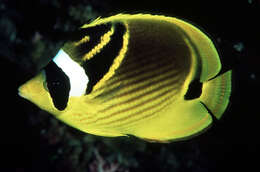 Image of Halfmoon Butterflyfish