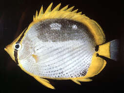 Image of Black-back Butterflyfish