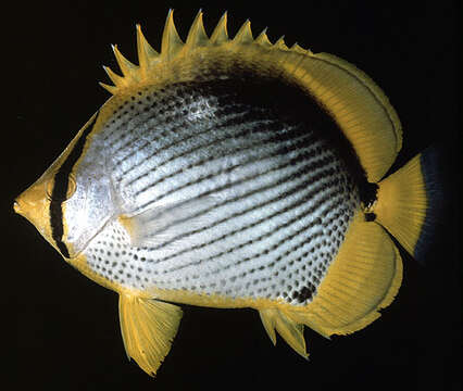 Image of Black-back Butterflyfish