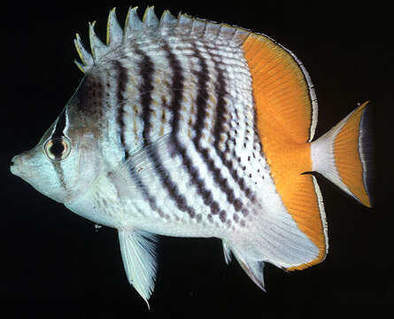 Image of Atoll Butterflyfish