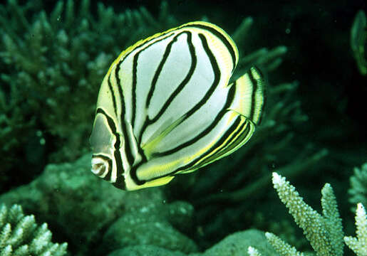 Image of Maypole Butterflyfish