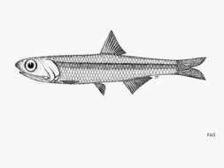 Image of Philippine anchovy