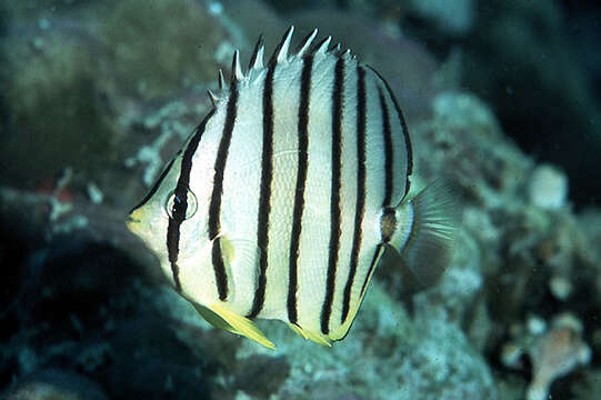 Image of Eight Banded Butterflyfish