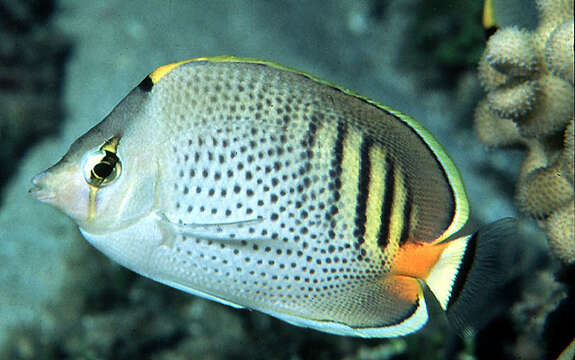 Image of Dot and dash Butterflyfish