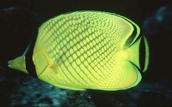 Image of Latticed Butterflyfish