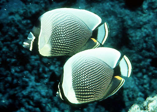 Chaetodon reticulatus Cuvier 1831 resmi