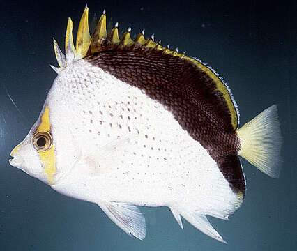 Image of Hawaiian Butterflyfish