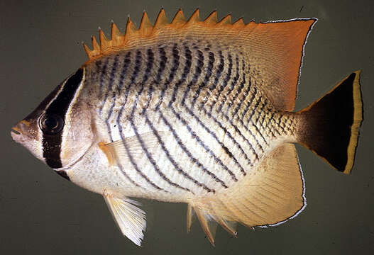 Image of Acropora Butterfly