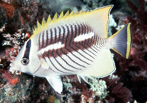 Image of Acropora Butterfly