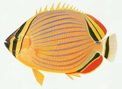 Image of Lineated Butterflyfish