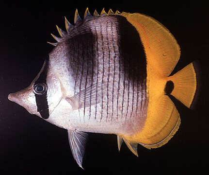 Image of Pacific Double-saddle Butterflyfish