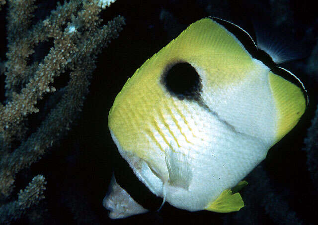 Image of Limespot Butterflyfish