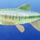 Image of Chengdu chub