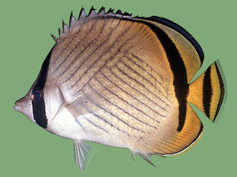 Image of Butterfly fish