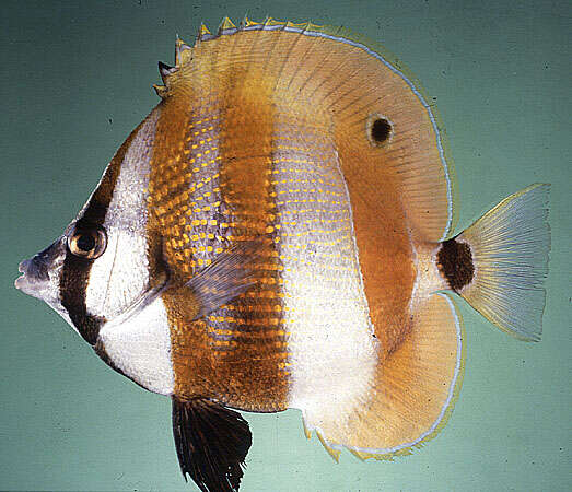 Image of Orangebanded coralfish