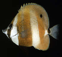 Image of Orangebanded coralfish