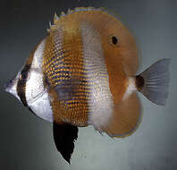 Image of Orangebanded coralfish