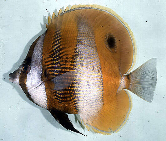 Image of Orangebanded coralfish