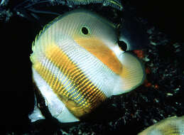 Image of Orangebanded coralfish