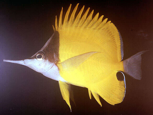 Image of Longnose butterflyfishes