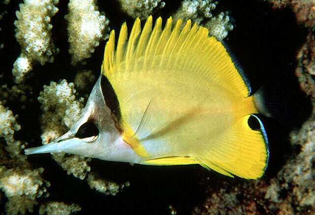 Image of Longnose butterflyfishes