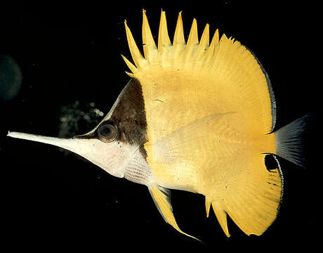 Image of Big long-nosed Butterflyfish