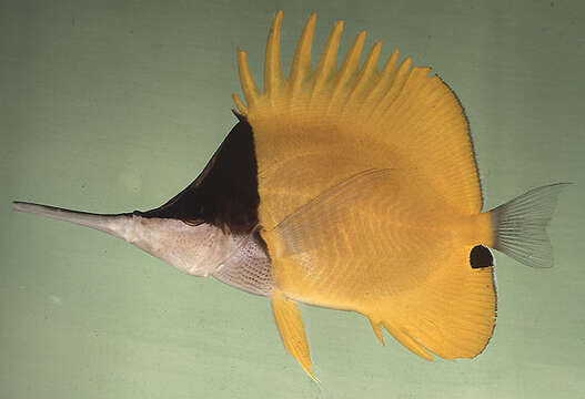 Image of Big long-nosed Butterflyfish