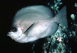 Image of Thompson's Butterflyfish