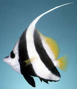 Image of Bannerfish