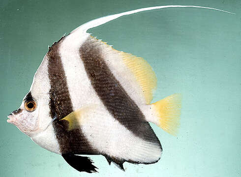 Image of Bannerfish