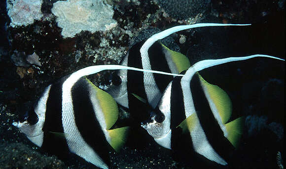 Image of Bannerfish