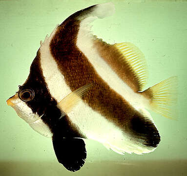 Image of Horned Bannerfish