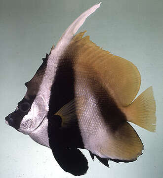 Image of Bannerfish