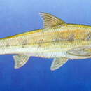 Image of Northern bronze-gudgeon