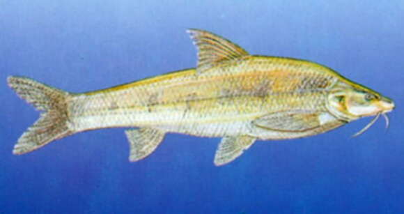 Image of Northern bronze-gudgeon