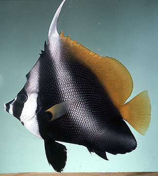 Image of Singular Bannerfish