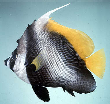 Image of Singular Bannerfish