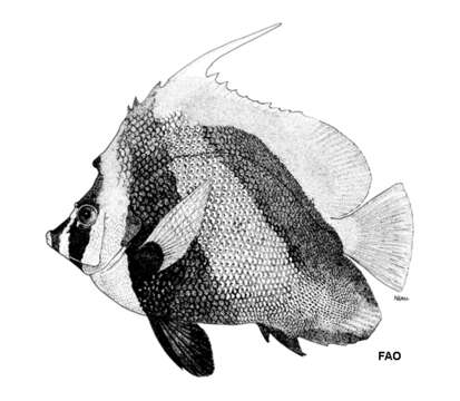 Image of Singular Bannerfish