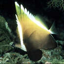 Image of Horned Bannerfish