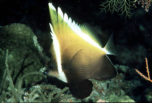 Image of Horned Bannerfish