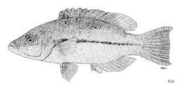 Слика од Oxycheilinus arenatus (Valenciennes 1840)